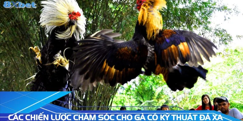 cac-chien-luoc-cham-soc-cho-ga-co-ky-thuat-da-xa