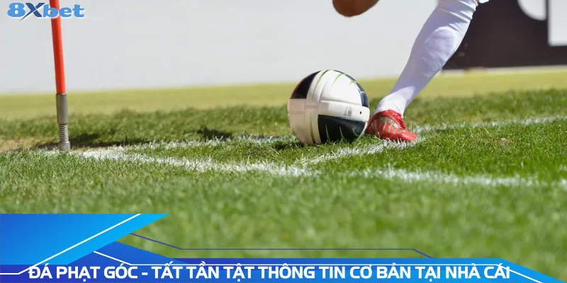 da-phat-goc-tat-tan-tat-thong-tin-co-ban-tai-nha-cai